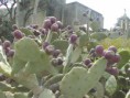 /album/tarxien/a030320-mlt-tarxien-26-jpg/